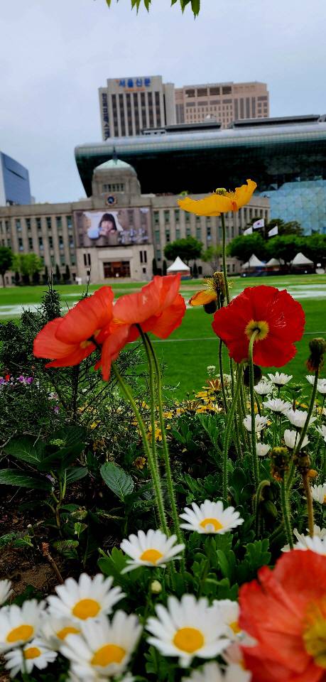 서울시청 청사를 배경으로 핀 꽃양귀비와 샤스타데이지. 5∼6월 서울 도심 곳곳에서 관상용 꽃양귀비 꽃을  볼 수 있다.