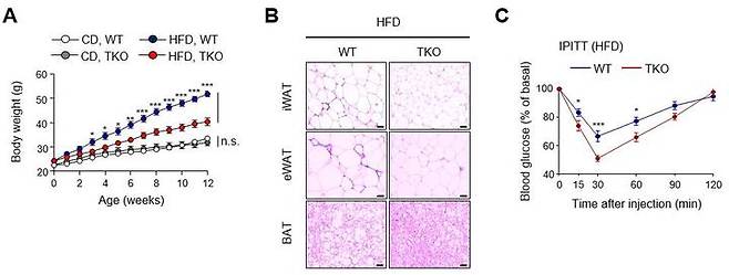 [울산=뉴시스]TET 단백질 발현을 억제한 생쥐에 고지방식을 먹인 실험 결과 연구그림. (사진=UNIST 제공) photo@newsis.com *재판매 및 DB 금지