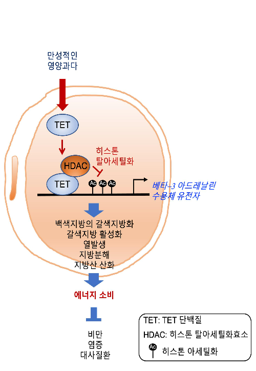 TET 단백질에 의한 베타3 아드레날린 수용체 발현 조절 원리와 이를 억제한 대사질환 치료 전략 모식도. UNIST 제공