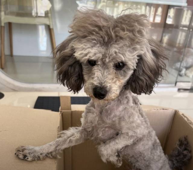 3수 끝에 만난 기자 가족의 반려견 흑임자.