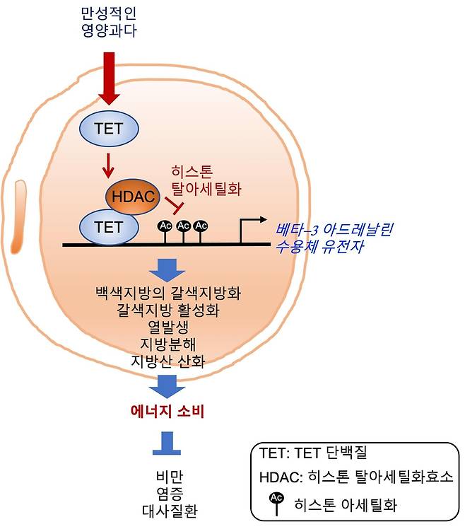 TET 단백질에 의한 베타3 아드레날린 수용체 발현 조절 원리와 이를 억제한 대사질환 치료 전략 모식도. [울산과학기술원 제공. 재판매 및 DB 금지]