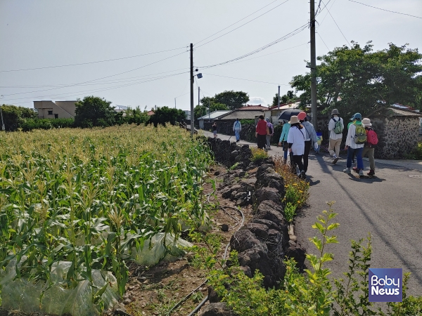 물메 밭담길을 걷고 있는 탐방객들. ⓒ김재원