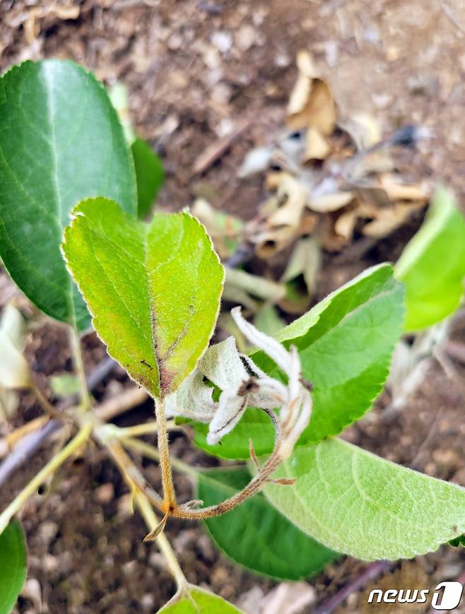 과수화상병(뉴스1 DB)