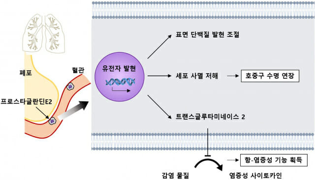 폐 환경에서 폐 호중구를 조절하는 기작. 폐에서 생성되는 프로스타글란딘 E2가 폐의 혈관에 붙어 머무르는 호중구의 유전자 발현을 조절하여 다양한 기능들을 조절하였다. 이러한 폐 호중구의 기능적 차이로 감염물질에 인한 급성호흡곤란증후군에서 폐가 과도하게 손상되는 걸 막는다. (자료=성균관대)
