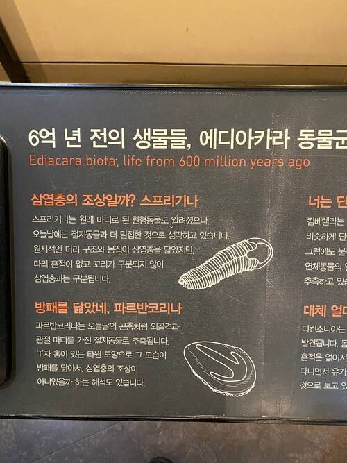 파르반코리나에 관한 설명에서 ‘외골격’을 ‘겉뼈대’로 바꿔볼 수 있겠다.