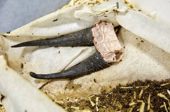 케이스 속 동물 뼈 주변에 있는 벌레는 수시렁이다. 수시렁이가 사체를 먹고 뼈만 남기면 깨끗하게 씻어 골격 표본으로 만든다.