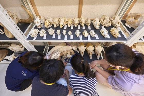 표범·원숭이·펠리컨·미어캣·사막여우·물개의 두개골 표본 등 다양한 골격 표본을 보며 동물의 신체 구조를 파악할 수 있다.