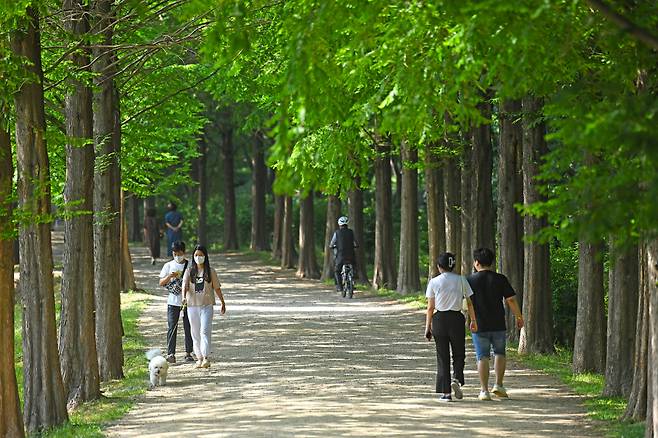 인천대공원 반려견놀이터_시민의숲 메타세쿼이아길 [정철훈 작가]