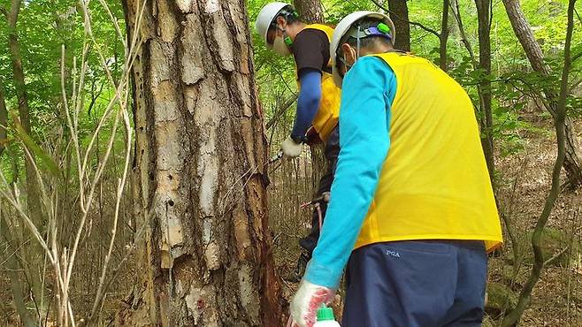 [보은=뉴시스] 안성수 기자 = 충북 보은군 관계자가 27일 속리산 일대에서 솔입혹파리 확산 방지를 위한 조기 방제를 실시하고 있다. (사진=보은군 제공) 2022.06.27. photo@newsis.com *재판매 및 DB 금지