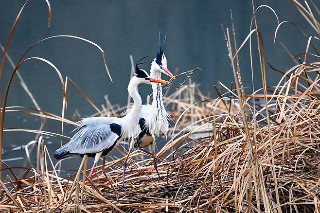 암컷에게 건네기.