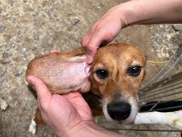 올해 3월 한 대학 실험실에서 2년간 실험에 동원되다 세상 밖으로 나온 비글 귀에는 실험견임을 증명하는 문신이 새겨져 있다. 논산=고은경 기자