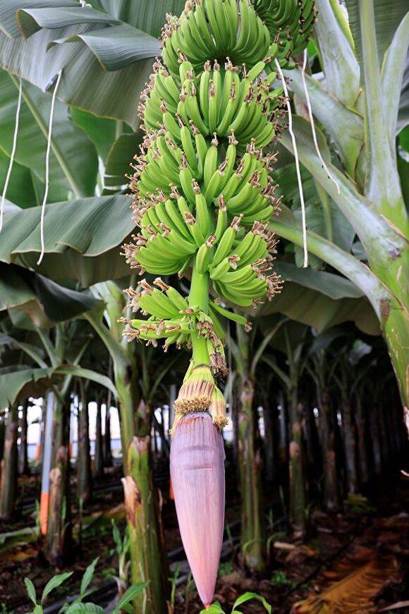 전라남도 보성군 바나나재배 농가의 바나나 나무 사진 [사진=보성군]