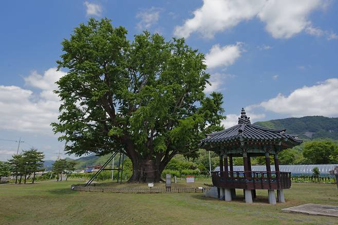금산 요광리 은행나무