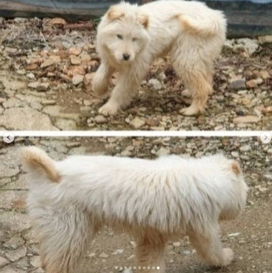 6개월(추정) 때 인적 드문 곳에 버려졌던 월이. 건강 검진 결과 아픈 아이였던 월이를 김고은이 치료하고 싶다며 입양했다 / 사진=봉사자 인스타그램