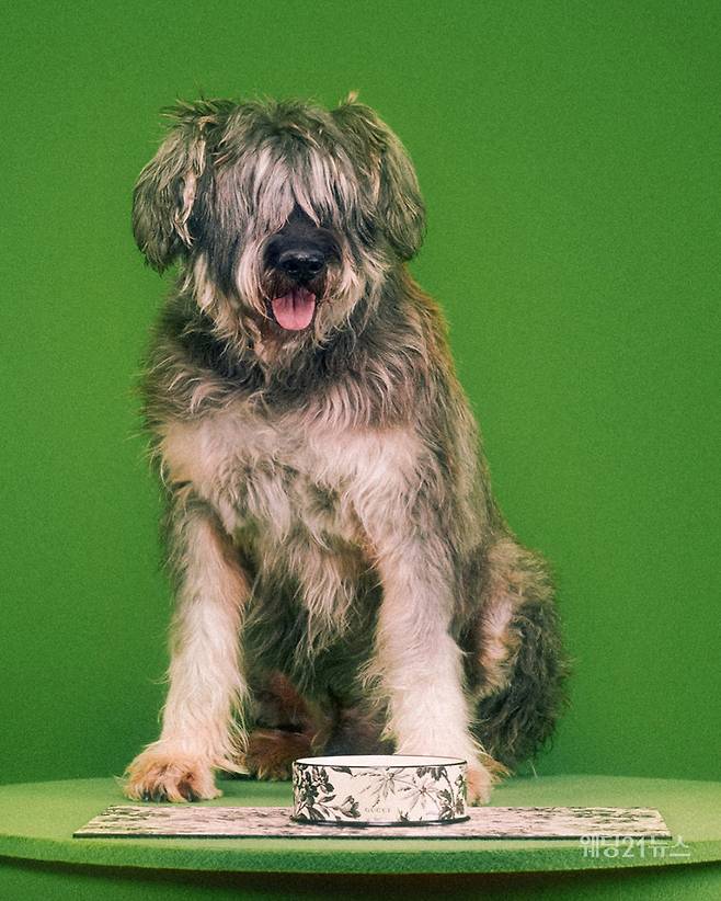 사진 : 구찌(Gucci), 구찌 펫 컬렉션(Gucci Pet Collection). Credits - 크리에이티브 디렉터: 알레산드로 미켈레(Alessandro Michele), 아트 디렉터&포토그래퍼: 맥스 지덴토프(Max Siedentopf) (사진제공 : 구찌)