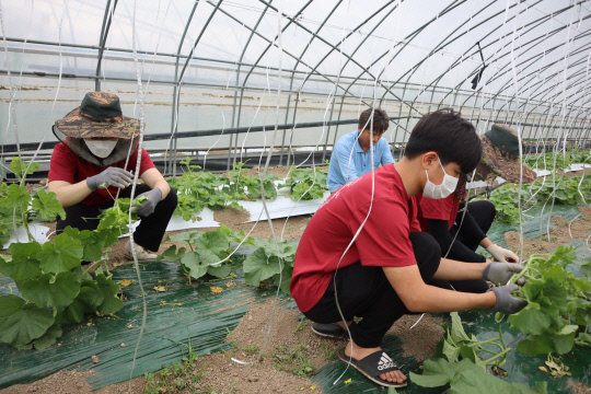 29일 오전 충남 예산군 신암면 조곡리에 위치한 한 농가 비닐하우스에서 학생들이 호박 한줄 재배를 돕고 있다. 사진=박상원 기자