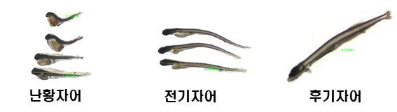 [부산=뉴시스] 어린멸치 발생단계. (사진=국립수산과학원 제공) *재판매 및 DB 금지