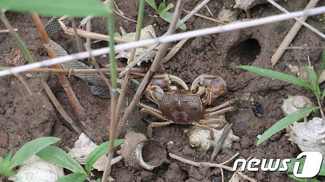 제주환경운동연합은 30일 보도자료를 내고 서귀포시 동일리 해안도로변 습지에서 멸종위기종인 갯게 2개채 서식을 확인했다며 해당 지역을 보호지역으로 지정해야 한다고 촉구했다. 제주 동일리 해안도로변 습지에서 확인된 갯게.(제주환경운동연합 제공)© 뉴스1
