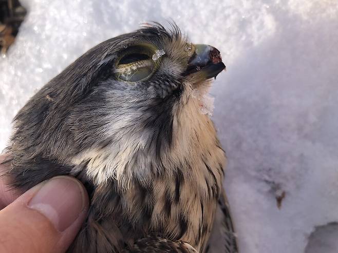 2022년 2월 내장산 국립공원 근처 지방도로에 설치된 방음벽에 부딪혀 죽은 황조롱이의 모습. 허은주 제공