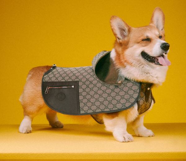 GG 펫 코트. [사진 출처 = 구찌]