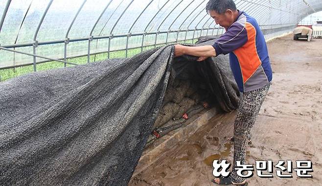 충남 서산의 달래 농가 이영호씨가 건조 중 침수 피해를 당한 달래 종구를 망연자실한 표정으로 살펴보고 있다.