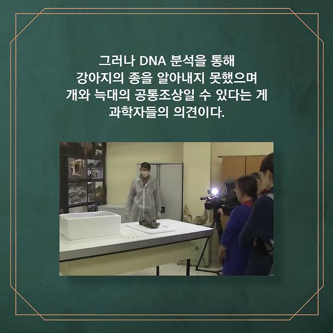 그러나 DNA 분석을 통해 강아지의 종을 알아내지 못했으며 개와 늑대의 공통조상일 수 있다는 게 과학자들의 의견이다.