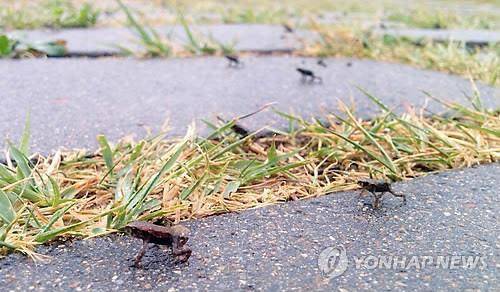 망월지 새끼 두꺼비 [연합뉴스 자료사진]