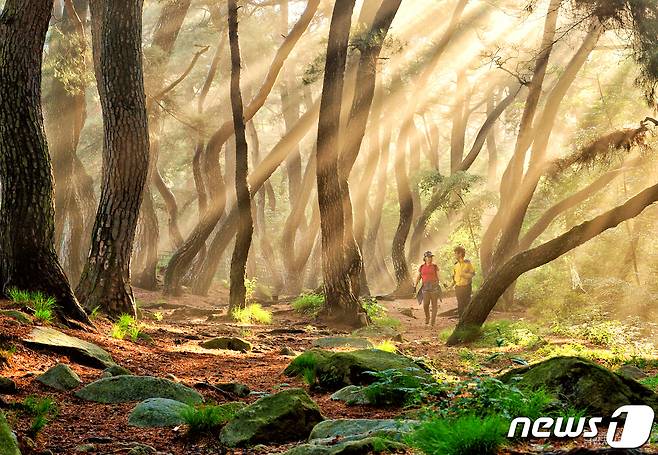 삼릉의 소나무 숲. 휘어지며 쭉쭉 뻗은 소나무들 사이로 비추는 아침햇살. 사진 김하영, 국립공원공단 © 뉴스1