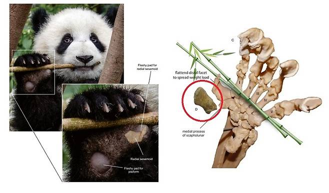 [서울=뉴시스] 2016년 4월21일 중국 청두 연구기지에서 판다 한 마리가 대나무를 씹고 있다.(왼쪽) KIZ 전시장에 비치된 현대 판다의 가짜 엄지손가락 표본에 이번 연구를 통해 발견한 고대 판다 '아일루락토스'의 손가락(D)을 나란히 비교한다.(오른쪽) (사진=사이언티픽 리포트에 게시된 논문 자료 사진) 2022.07.01. *재판매 및 DB 금지