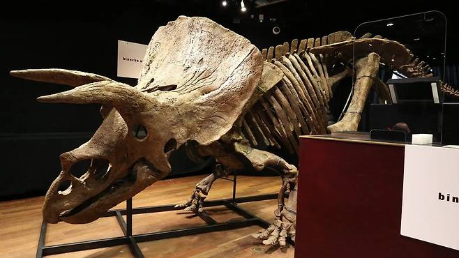 오랫동안 포식자로부터 방어하기 위한 용도로 추측됐던 트리케라톱스의 프릴이 구애용이었을 가능성은 없을까?