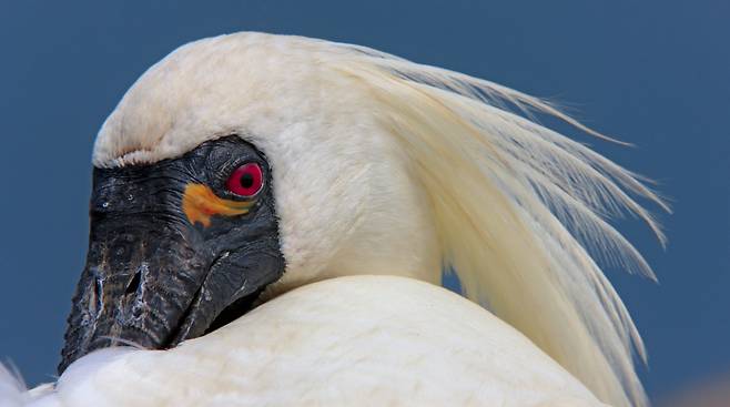 저어새의 카리스마; 사람의 손길이 닿지않는 서해의 한 무인도에서 저어새가 붉고 큰 눈을 깜박이며 휴식을 취하고 있다. 손을 내밀면 만질 수 있을 만큼 가까이 다가선 이들의 대범함과 카리스마에 놀라울 따름이다.연평도 2008.6.26./사진가 이종렬