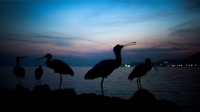 청천추야 靑天秋夜 저어새; 시린 가을 밤의 해안에서 저어새들이 하루를 마감하고 밤을 맞이하고 있다.이곳에서 한 달여 동안 이들의 모습을 지켜보았지만 아직도 저들의 생활사를 다 기록하지 못했다.내가 들인 시간보다 굴곡진 저들의 삶이 애환으로 가득하기 때문이다. 강화도 2011.10.14 /사진가 이종렬