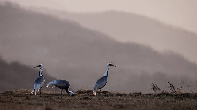 재두루미가 있는 풍경; 산과 들이 그림처럼 펼쳐진 들녘에서 재두루미들이 한가로이 만찬을 즐기고 있다. 이처럼 아름다운 장소에서 즐기는 만찬은 특별하고 행복하지않을까.사진가가 즐겨찾는 장소있지만 두루미들도 즐겨찾는 장소 중의 하나이다.철원  2008.12.10 /사진가 이종렬