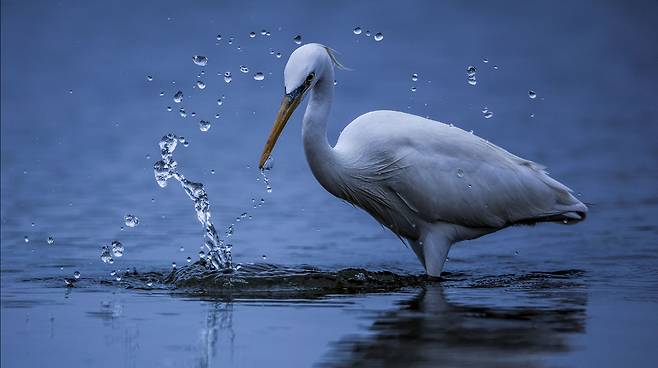 화려한 사냥꾼 노랑부리백로; 푸른 물결을 일으키며 사냥하는 노랑부리백로의 화려한 사냥솜씨는 아름답지만 실상 이들이 사냥에 성공하는 경우는 매우 드물다.이들이 서식하는 바닷가의 먹이터가 점점 사라지고 먹잇감도 점차 줄고 있기 때문이다.강화도 2019.5.19./사진가 이종렬