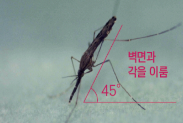 말라리아를 매개하는 중국얼룩날개모기는 앉을 때 엉덩이를 치켜든다는 특징이 있다./사진=클립아트코리아