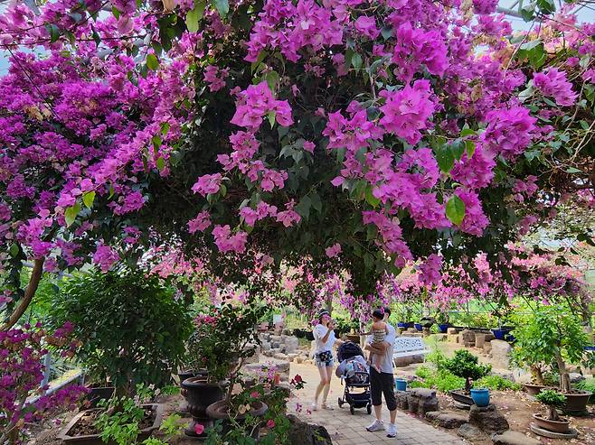 빛의 방향과 강도에 따라 다른 색감을 보이는 한림공원 부겐빌레아 그늘 아래 유모차를 끈 가족여행객이 인생샷 놀이를 하고 있다.