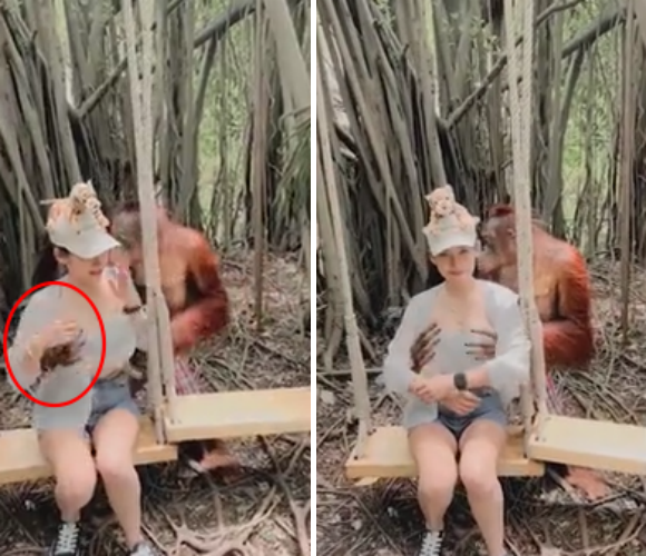 태국의 한 동물원에서 여성 관광객의 신체에 손을 올린 채 기념사진을 찍는 오랑우탄이 등장했다. 틱톡 영상 캡쳐