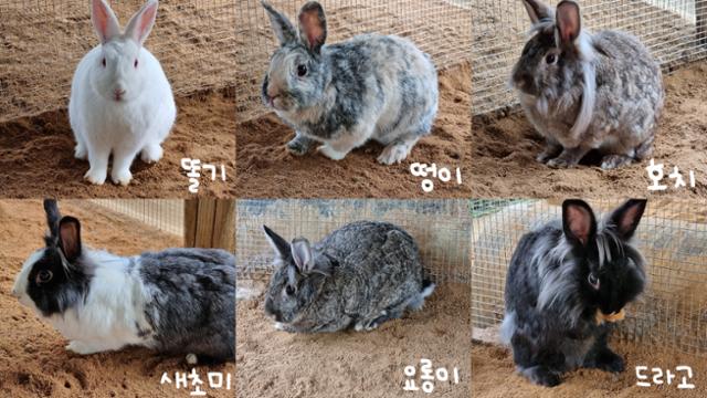 입양 가족을 찾고 있는 암컷 토끼 12마리 중 6마리. 토끼보호연대 제공
