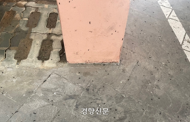 서울 은평구 한 주차장 바닥에 죽어 있는 털파리류. 윤은지씨 제공