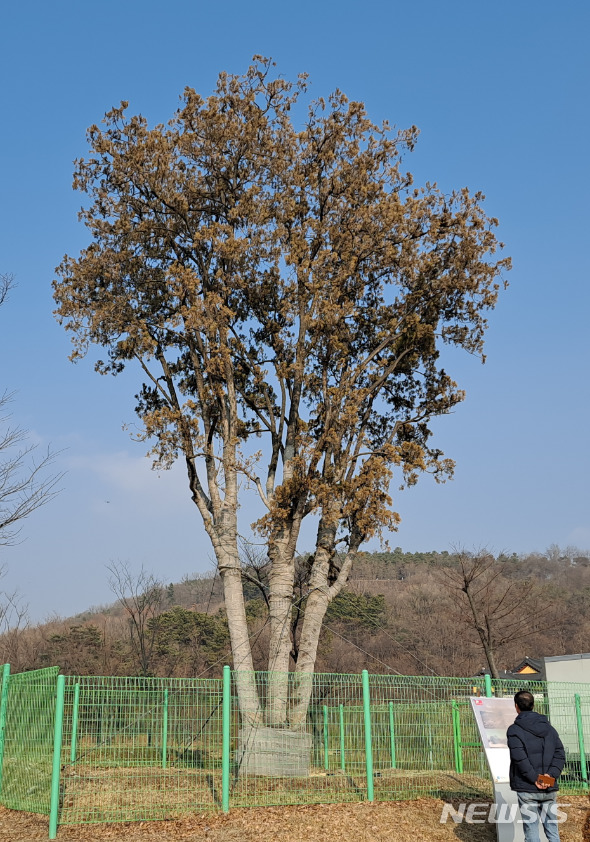 광교역사공원으로 옮겨진 측백나무.