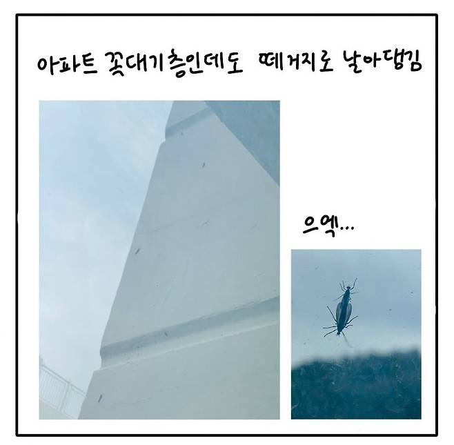 서울 은평·서대문구, 고양시 등지에 출몰한 '러브 버그' [독자 제공. 재판매 및 DB 금지]