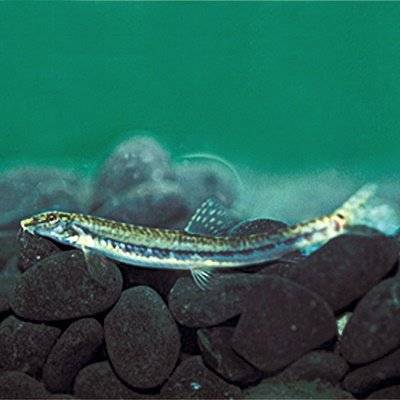 미호종개는 유속이 느리고 수심이 얕은 곳의 모래에 몸을 파묻고 생활한다. 국립생물자원관