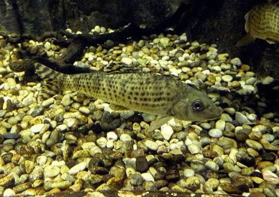 어름치는 물이 깨끗하고 바닥에 자갈이 깔린 큰 강의 중상류에 주로 산다. 최승호, 국립생물자원관