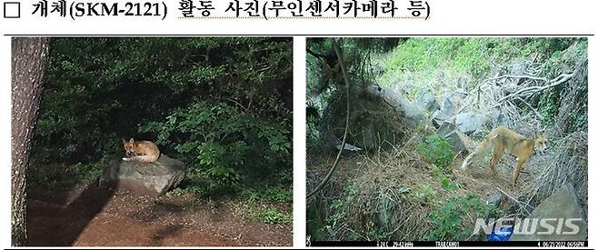 [서울=뉴시스] 환경부(장관 한화진)와 국립공원공단(이사장 송형근)은 지난 겨울 소백산에 방사한 멸종위기 야생생물 Ⅰ급 여우(SKM-2121) 수컷 1마리가 부산으로 이동하여 활동 중이라고 5일 밝혔다.(사진=환경부 제공)