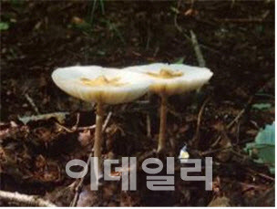 독흰갈대버섯(Chlorophyllum neomastoideum)