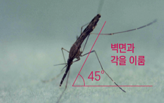 국내에서 발견되는 말라리아 매개 모기인 얼룩날개모기. 휴식 시 복부를 45도 가량 치켜들고 앉는 특징이 있다. [사진=질병관리청]