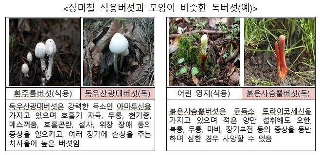 식용버섯과 모양이 비슷한 독버섯 [식품의약품안전처·농촌진흥청 제공. 재판매 및 DB 금지]