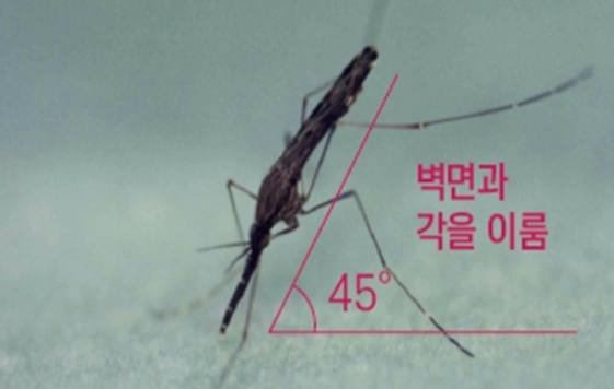 말라리아 매개모기인 중국얼룩날개모기 암컷 성충.   질병관리청