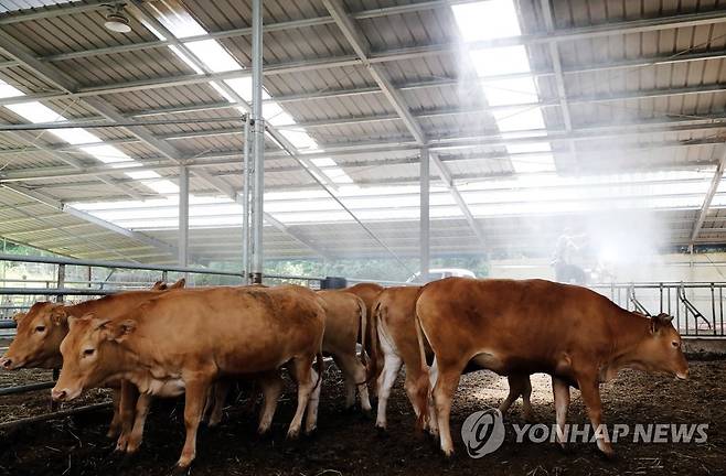 무더위 속 축사 (광주=연합뉴스) 차지욱 기자 = 폭염 특보가 이어지는 7일 축사 온도를 낮추기 위해 광주 북구청 관계자들이 물을 뿌리고 있다. 2022.7.7 uk@yna.co.kr