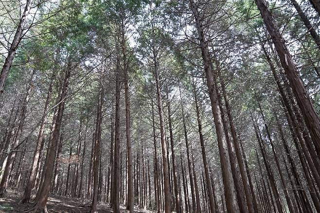 대장동 편백 숲 [산림청 제공. 재판매 및 DB 금지]